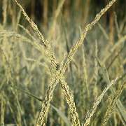 Grasland-Gärtnerei - Grasland Gärtnerei, Bergheim