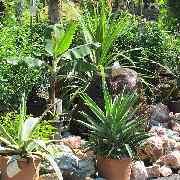 Grasland-Gärtnerei - Grasland Gärtnerei, Bergheim