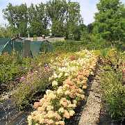 Grasland-Gärtnerei - Grasland Gärtnerei, Bergheim