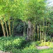 Grasland-Gärtnerei - Grasland Gärtnerei, Bergheim, Bambus