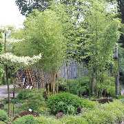 Grasland-Gärtnerei - Grasland Gärtnerei, Bergheim, Bambus