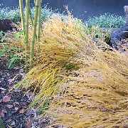 Grasland-Gärtnerei - Grasland Gärtnerei, Bergheim, Gräser