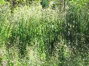 Grasland-Gärtnerei - Grasland Gärtnerei, Bergheim, Gräser