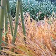 Grasland-Gärtnerei - Grasland Gärtnerei, Bergheim, Gräser