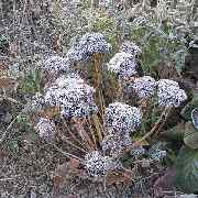 Grasland-Gärtnerei - Grasland Gärtnerei, Bergheim, Stauden