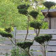 Grasland-Gärtnerei - Nadelgehölze, Grasland Gärtnerei, Bergheim