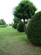 GreenFairway e.K. - Baumschnitt und Formschnitt