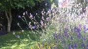 GreenFairway e.K. - Gartenpflege Burgwedel von GreenFairway e.K.