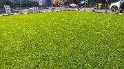GreenFairway e.K. - Rollrasen nach zwei Wochen