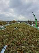 Greenhats Heimatliebe GmbH & Co. KG - GALLERY