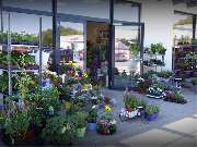 Greizer Vogtlandblumen GmbH - GALLERY