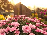 Grün an Melaten GmbH - Grün an Melaten GmbH