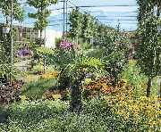 Grüner Holländer Gartencenter Berlin - GALLERY