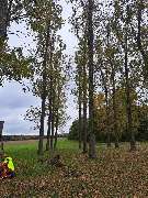 GrünWerk Daniel Bodenstab - 2F067D1E-917A-414C-8376-C04412ED43BD.jpeg