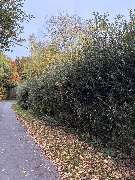 GrünWerk Daniel Bodenstab - IMG_0289.jpeg