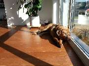 Günstiger Parkett und Landhausstil Dullmer Köln - GALLERY