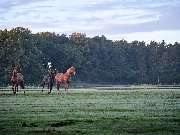 Gut Einhaus - Gut Einhaus Herzlake, exklusivste Reitsport- und Hofanlage Deutschlands mit Pferdesport-Areal, Emsland, Hofanlage, Pferdesportanlage, Reitturniere, Reitsport, Reitsportanlage, Pferdereiten, Pferdeveranstaltungen, Pferdeveranstaltungen in der