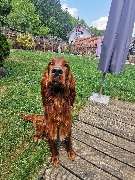 H.O.N.A.S - Mobile Hundeschule - 11