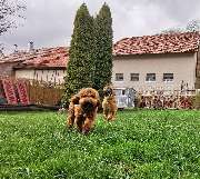 H.O.N.A.S - Mobile Hundeschule - 12