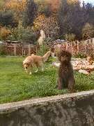 H.O.N.A.S - Mobile Hundeschule - 13