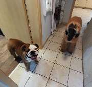 H.O.N.A.S - Mobile Hundeschule - 15