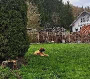 H.O.N.A.S - Mobile Hundeschule - 16