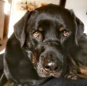 H.O.N.A.S - Mobile Hundeschule - 17