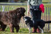 H.O.N.A.S - Mobile Hundeschule - 2