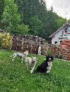 H.O.N.A.S - Mobile Hundeschule - 21