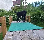 H.O.N.A.S - Mobile Hundeschule - 24
