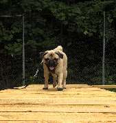 H.O.N.A.S - Mobile Hundeschule - 25