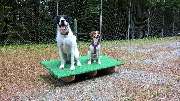 H.O.N.A.S - Mobile Hundeschule - 26