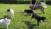 H.O.N.A.S - Mobile Hundeschule - 27