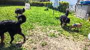 H.O.N.A.S - Mobile Hundeschule - 29