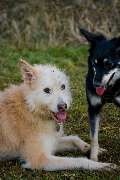 H.O.N.A.S - Mobile Hundeschule - 3