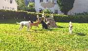 H.O.N.A.S - Mobile Hundeschule - 31