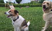 H.O.N.A.S - Mobile Hundeschule - 32