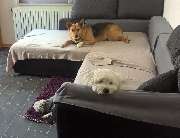 H.O.N.A.S - Mobile Hundeschule - 36