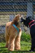 H.O.N.A.S - Mobile Hundeschule - 4