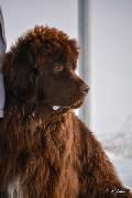 H.O.N.A.S - Mobile Hundeschule - 8