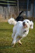 H.O.N.A.S - Mobile Hundeschule - 9