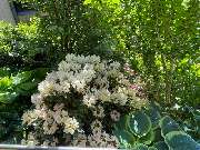 Haedi-Flor Gartengestaltung - GALLERY