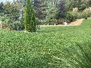 Haedi-Flor Gartengestaltung - GALLERY