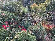 Haedi-Flor Gartengestaltung - GALLERY