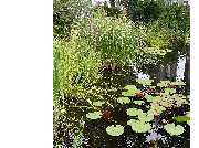 Haedi-Flor Gartengestaltung - GALLERY