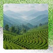 Hamburger Teehaus - GALLERY