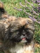 Handicap Alb-Donau - 4