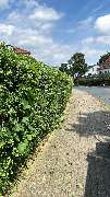 Hansa needs it - cb43dbb7-527a-468d-9772-6d384956c2f1.JPG