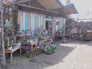 Harald Jungnitsch Blumen - GALLERY
