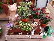 Harald Jungnitsch Blumen - GALLERY